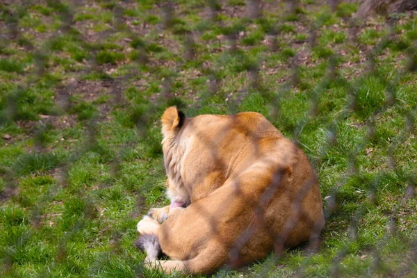 Young Lioness Lies Grass Licks Her Paws — Stock Photo, Image