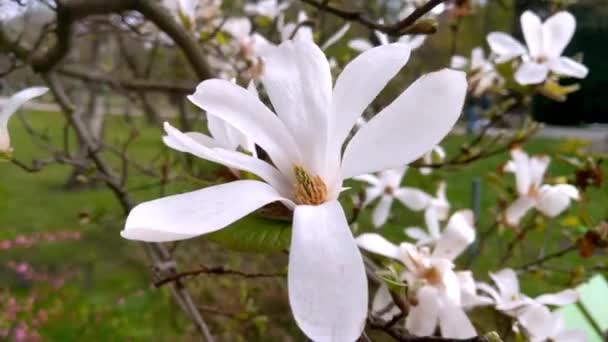 Vista Magnólia Florescente Parque Primavera — Vídeo de Stock