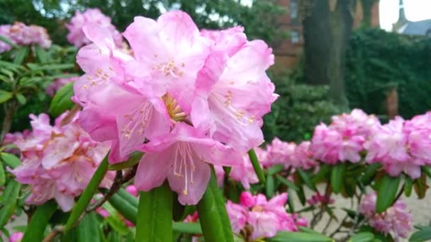 Arbusto Magnólia Florescente Jardim Primavera — Vídeo de Stock