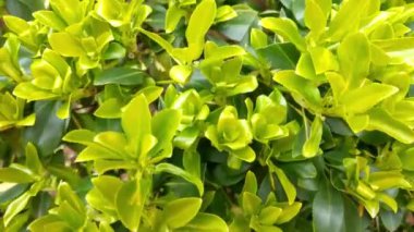 Baharda bahçede bir çalılığın yeşil yaprakları