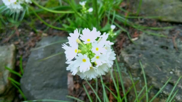 Kwitnący Krzak Primula Ogrodzie Wiosną — Wideo stockowe