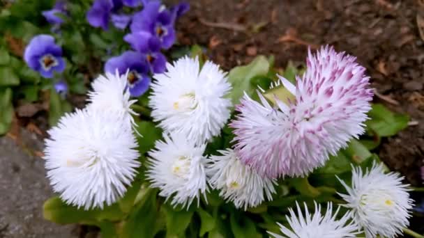 View Blooming Aster Flowers Garden Spring Summer — Stock Video