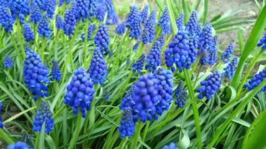 Baharda bahçede çiçek açan liriope çalısı