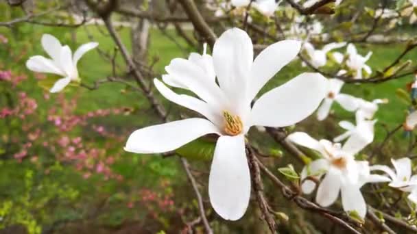 Blooming Magnolia Garden Sways Wind Spring — Stock video