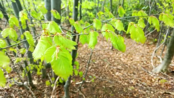 庭の風に揺れる木の若い緑の葉 — ストック動画