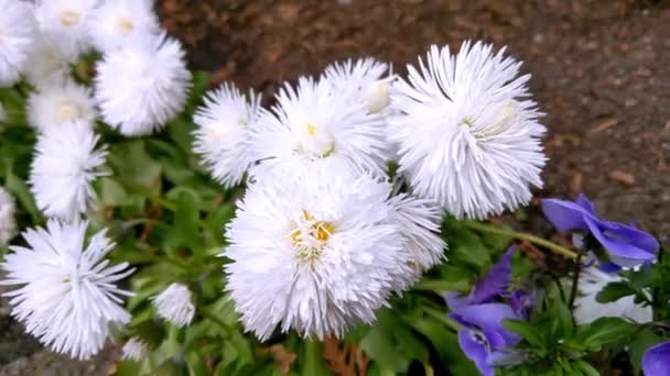 White Blooming Flowers Garden Spring — Stock Video