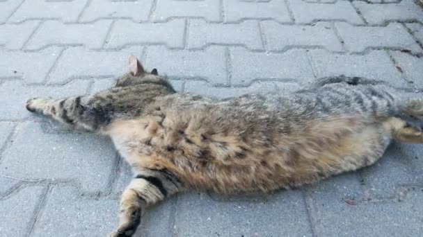 Кіт Лежить Тротуарних Плитах Перевертається Боку Бік Миється — стокове відео