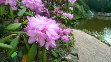 Blooming bushes in the garden in spring. Fragrant smells