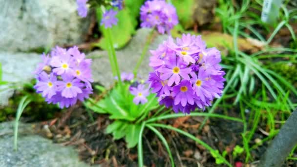 Blooming Bushes Garden Spring Fragrant Smells — Stock Video