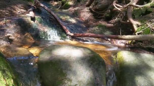 Arroyo Fluye Por Ladera Montaña Bosque Agua Fría Clara Nieve — Vídeo de stock
