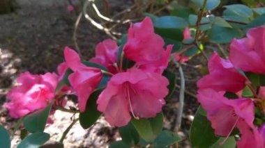 Close-up on a blooming red bush in spring