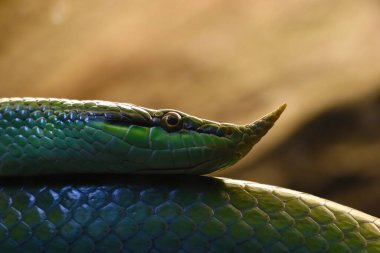 Güzel yeşil bir yılana yaklaş.