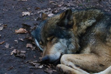 Ormanda bir ağacın altında uyuyan bir kurda yakın plan.