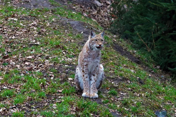 森の中の地面にはオオカミが座っている 美しい野生の猫 — ストック写真