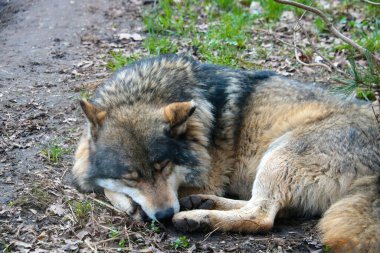 Ormanda bir ağacın altında uyuyan bir kurda yakın plan.