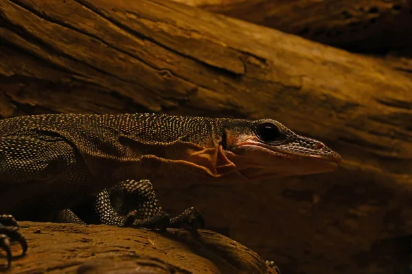 Vue Moniteur Lézard Dans Parc Beau Reptile — Photo