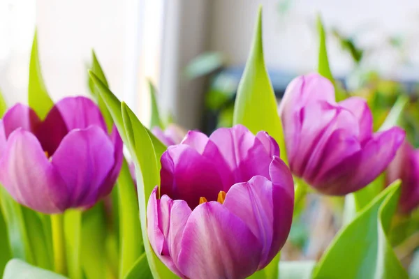 Bukiet Świeżo Kwitnących Pachnących Fioletowych Tulipanów Gratuluję Wakacji — Zdjęcie stockowe