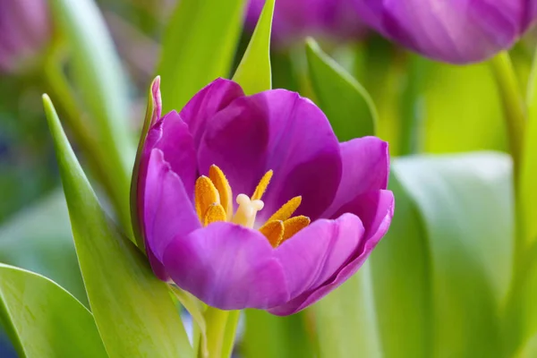 Belle Floraison Des Tulipes Printemps Par Une Journée Ensoleillée Dans — Photo