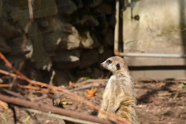 Erdmännchen Steht Auf Hinterbeinen Und Schwanz Hilft — Stockfoto