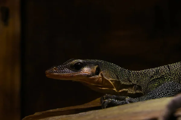 Pemandangan Kadal Monitor Taman Sebuah Reptil Yang Indah — Stok Foto