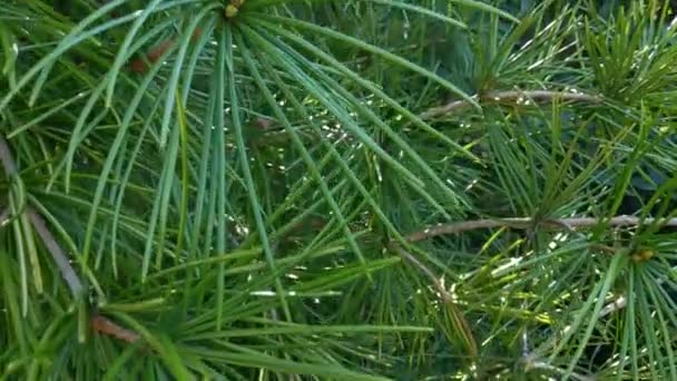 Duże Zielone Igły Gałęziach Sosny Lub Świerku Drzewa Lesie Lub — Wideo stockowe