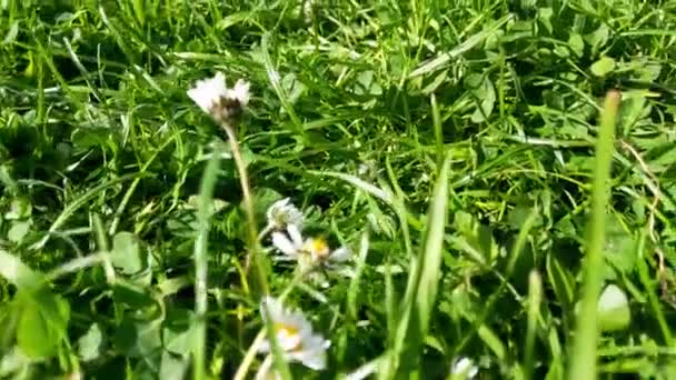 晴れた夏の日に牧草地で美しい若い緑の草 — ストック動画