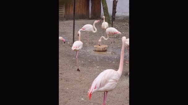 Pionowe Zdjęcie Zbliżenie Jasnoróżowe Flamingi — Wideo stockowe