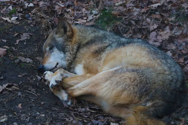 Een Mooie Volwassen Wolf Slaapt Onder Een Boom Het Bos — Stockfoto