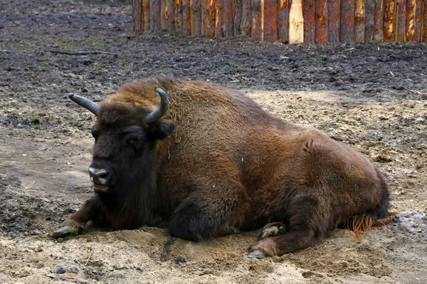 Närbild Bisonoxe Som Ligger Marken — Stockfoto