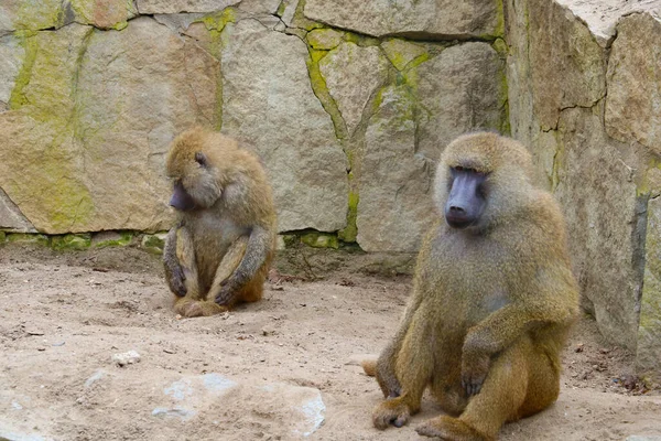 Zbliżenie Dwóch Dorosłych Małp Siedzących Ziemi — Zdjęcie stockowe