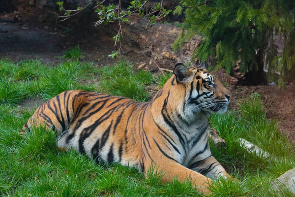 Vacker Vuxen Tiger Ligger Marken Parken — Stockfoto