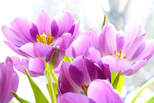 Belles Tulipes Fleurs Violettes Dans Jardin — Photo