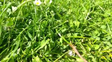 Parktaki ya da çayırdaki güzel yeşil çimenler