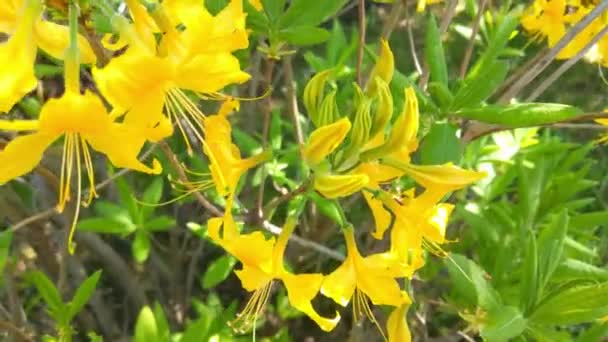 春天或夏天 花园里盛开的黄色灌木和花朵 — 图库视频影像