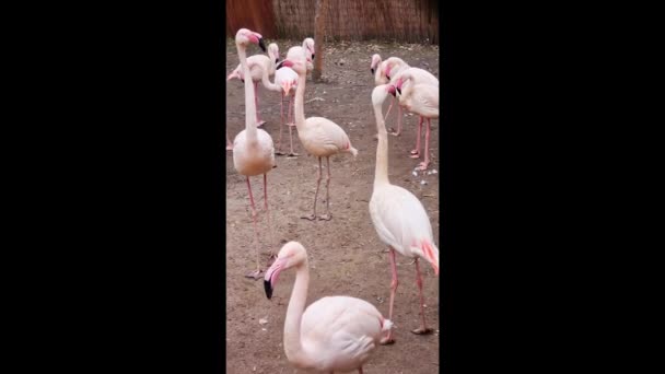 Vertikal Video Vackra Höga Fåglar Rosa Flamingos — Stockvideo