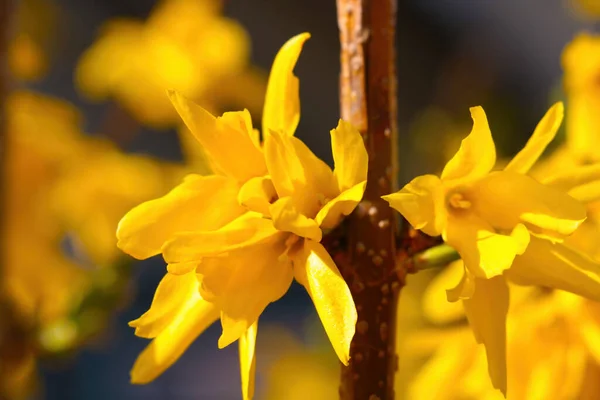 Leuchtend Gelb Blühende Forsythien Park — Stockfoto