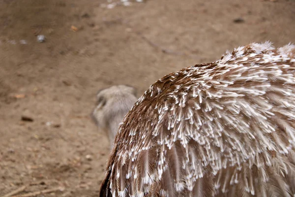 Onscherp Wazige Achtergrond Prachtige Struisvogelveren — Stockfoto