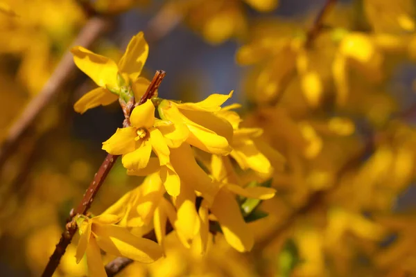 Leuchtend Gelb Blühende Forsythien Park — Stockfoto