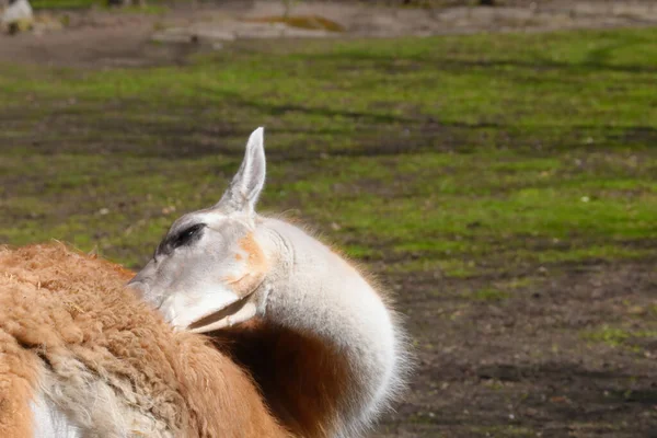 Hayvan Parkındaki Güzel Yetişkin Lama — Stok fotoğraf