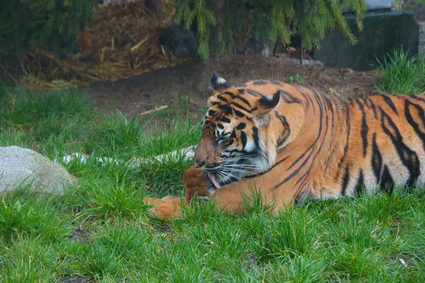 Tiger Lies Grass Licks Its Paw — Stock Photo, Image