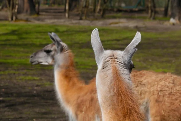 Beau Lama Adulte Dans Parc Animalier — Photo