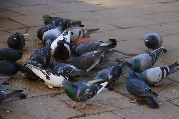 Foco Seletivo Fundo Desfocado Pombos Estão Comendo — Fotografia de Stock