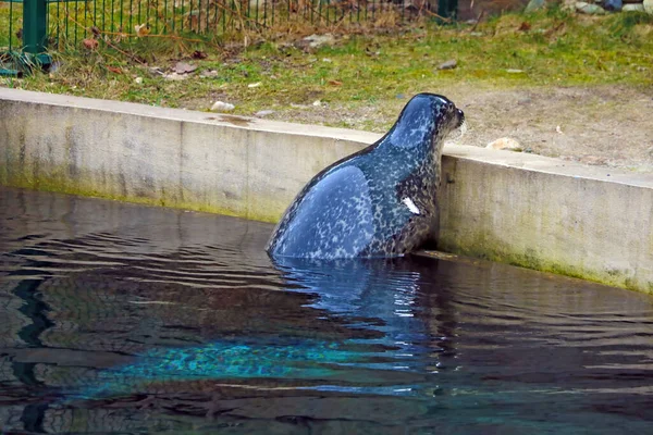 Großaufnahme Einer Robbe Tierpark — Stockfoto