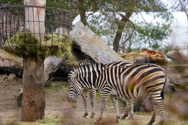 Zebras eat grass in the animal park