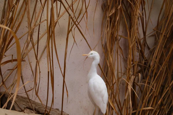 Primer Plano Pájaro Blanco Los Arbustos — Foto de Stock