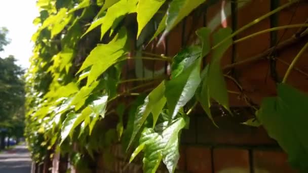 Красивые Зеленые Листья Виноградной Лозы Раскачиваются Ветру После Дождя — стоковое видео
