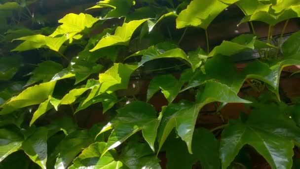 雨の後 太陽の下で輝くブドウの緑の葉 — ストック動画