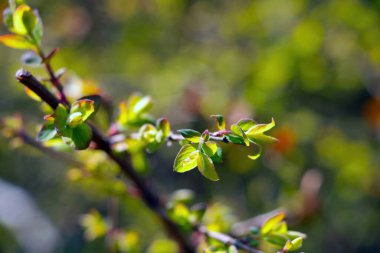 Young green branch of a tree in the spring in the park