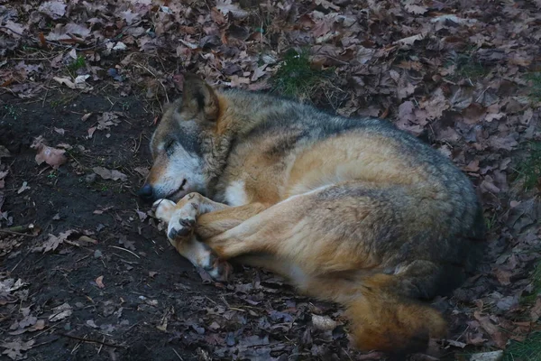 Wolf Sleeps Tree Hole Forest — Stockfoto