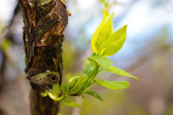 Green Branch Tree Blooms Spring Garden Park Nature Revives Winter —  Fotos de Stock